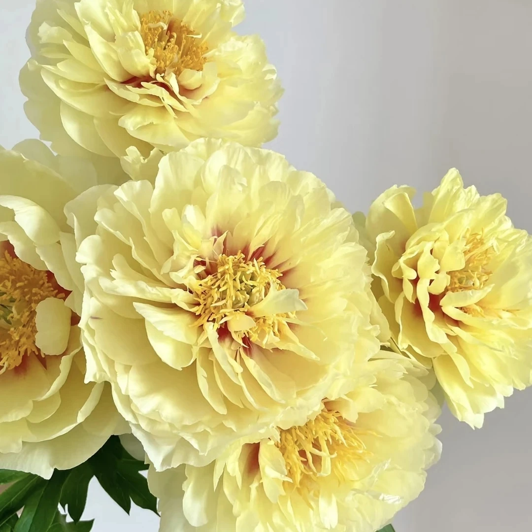 【邮政助农】芭茨拉头茬对货对版山东芍药鲜切花G