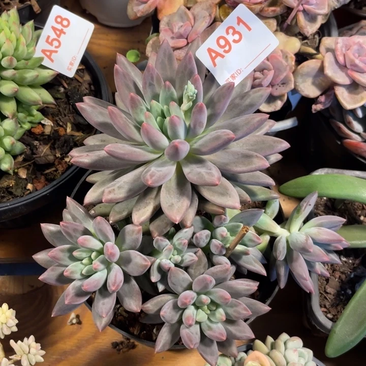931 满20包邮脱土发货