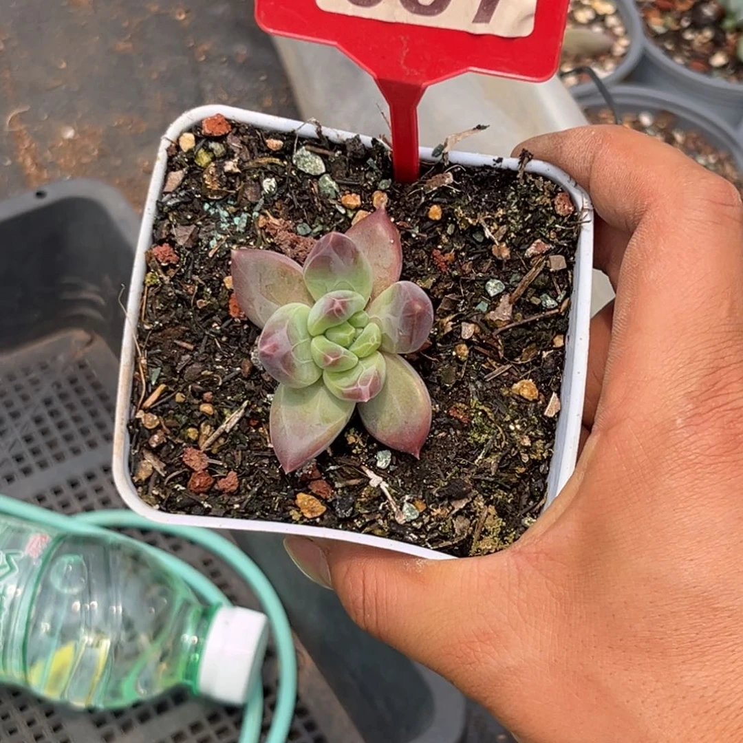 卡*多肉植物美人杂097