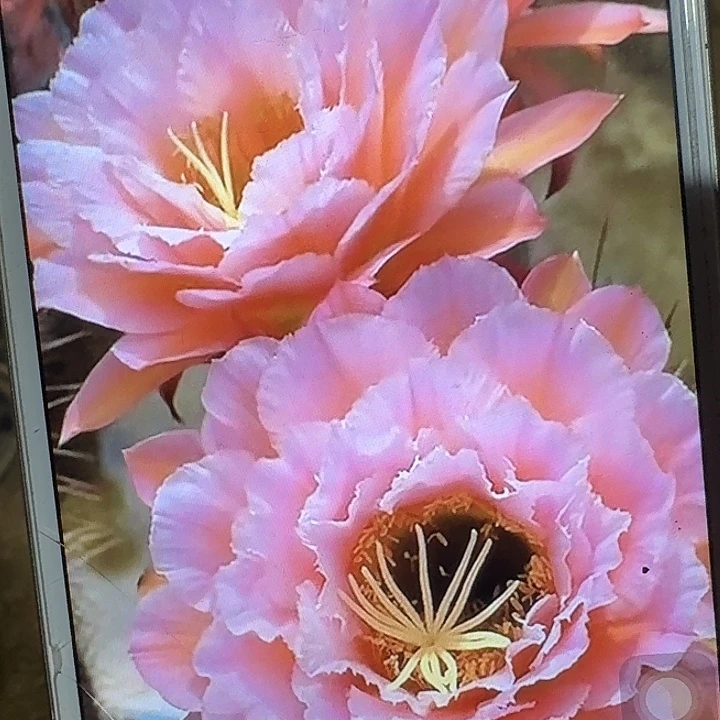 粉桃根冠服7公分毛花柱