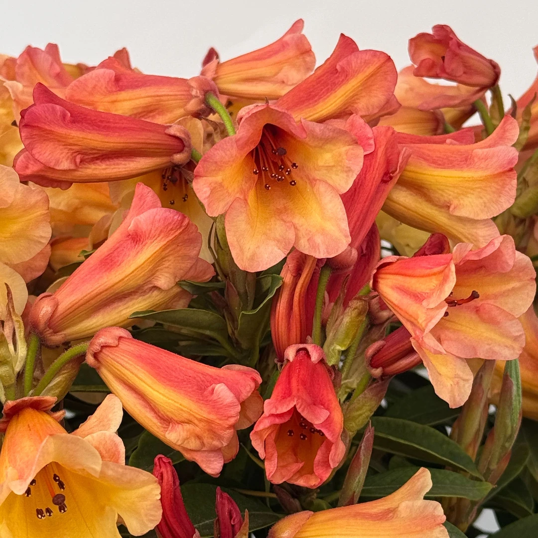 高山杜鹃响铃耐热耐寒多年生木本花卉欧洲比利时进口