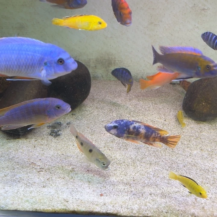 海水鱼三湖慈鲷，热带淡水鱼