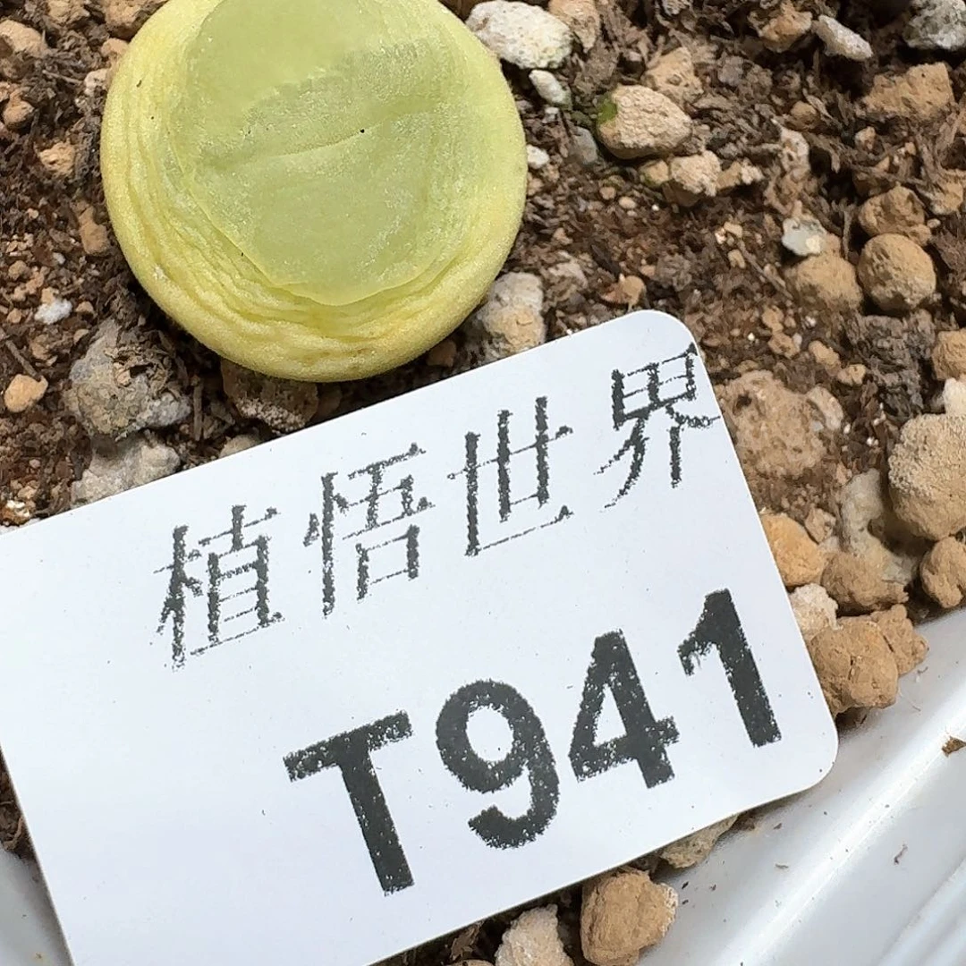 941号多肉植物哇f v