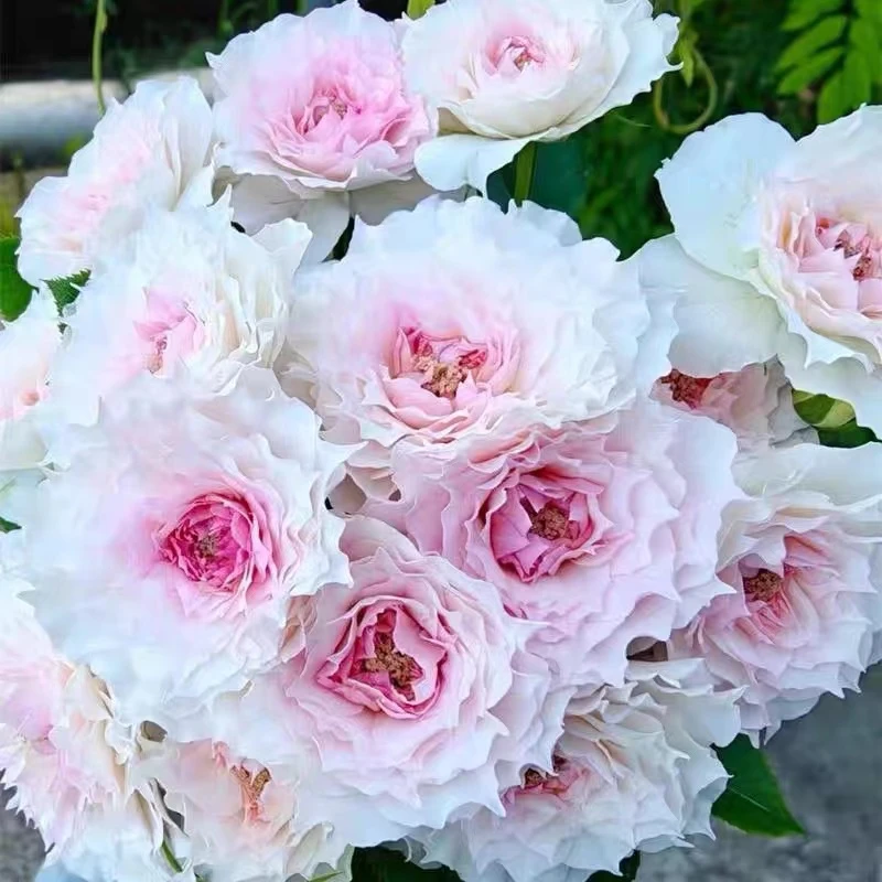 新品聆听月灌木粉色大花美人尖抗病庭院阳台盆栽四季开花