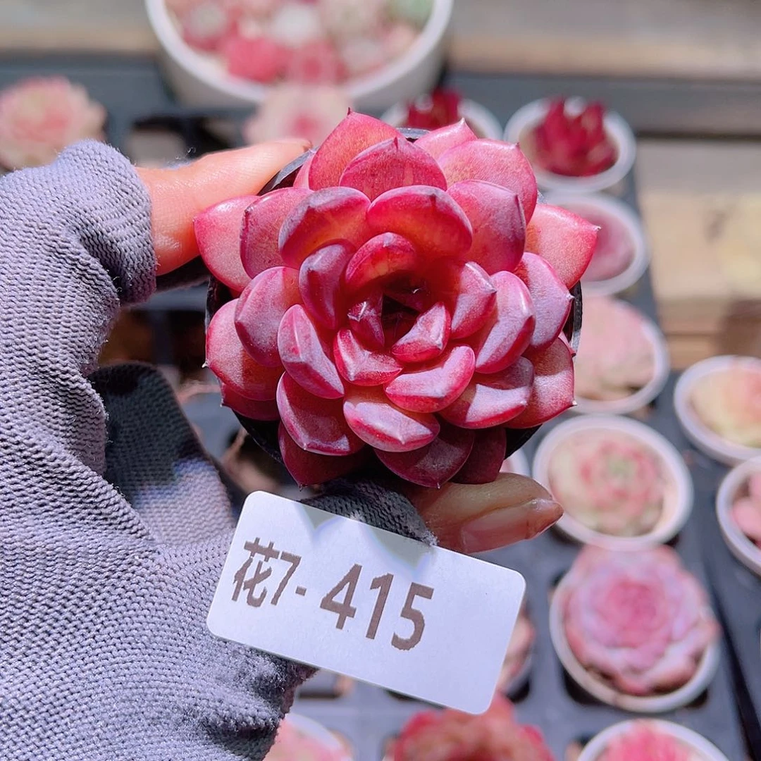 花07-415新品单头