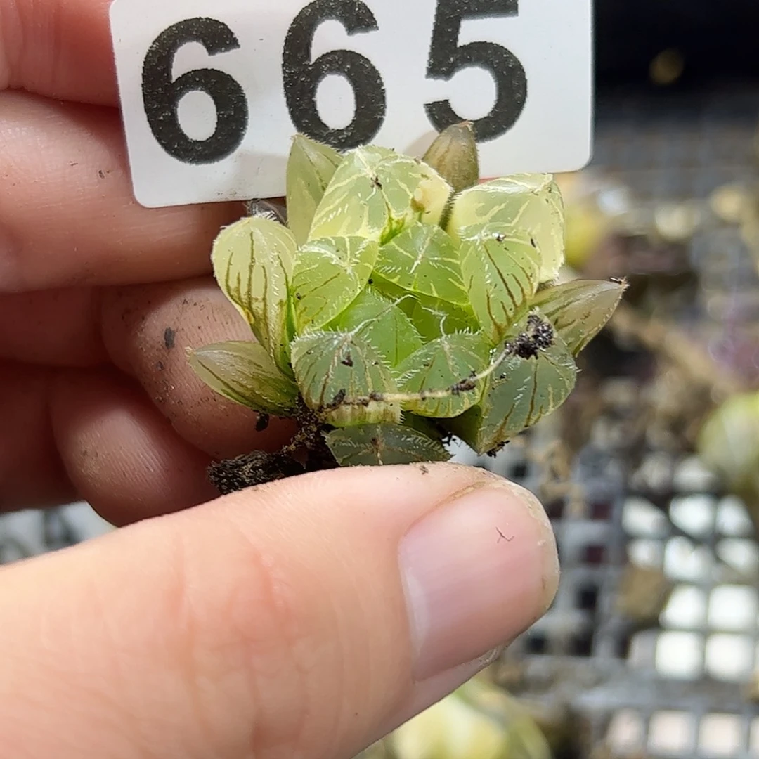 红红火火恍恍惚惚