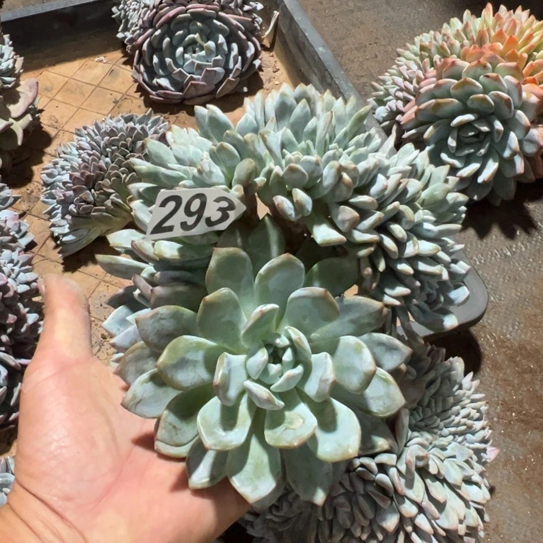 美****293橙梦露橙梦露橙梦露