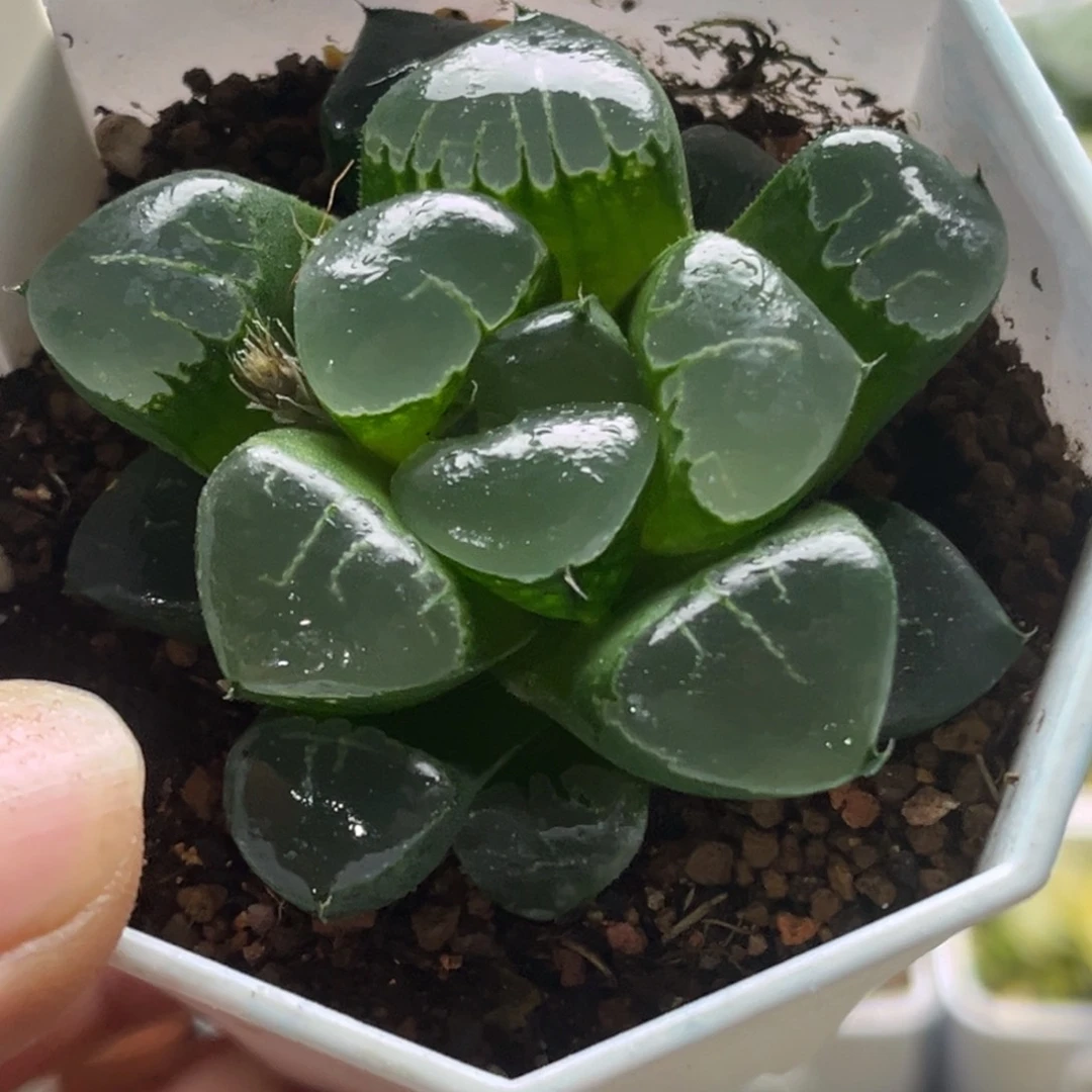 550姬翠发发发发发发