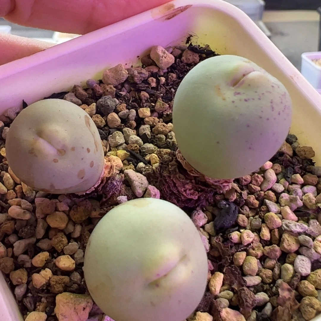 大型大嘟嘟嘴 肉锥植物