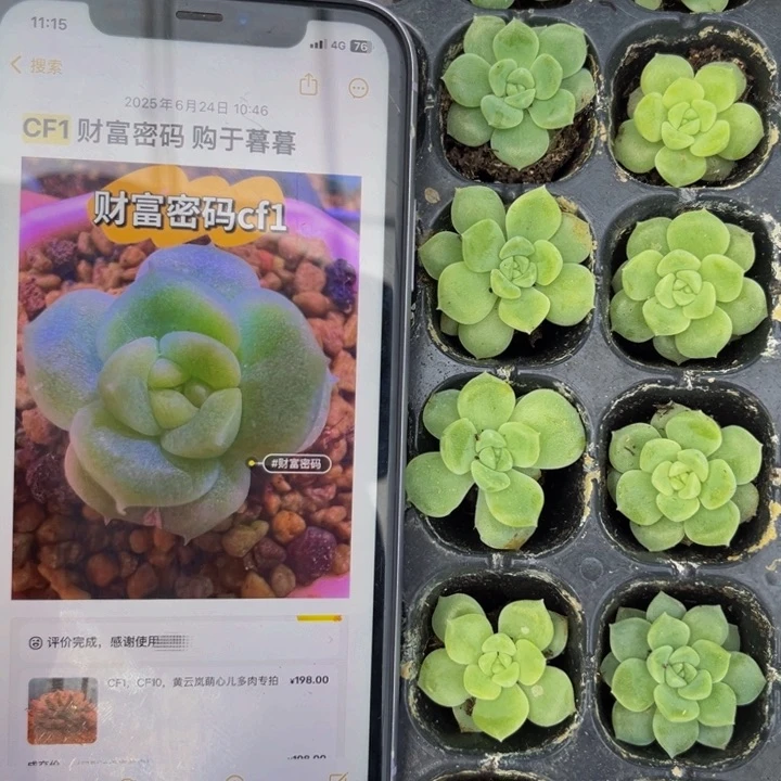 cf1 财富密码，满16元包邮
