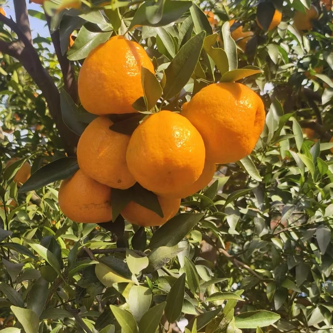 苍溪椪柑现摘现发，连包装十斤，除偏远地区均包邮