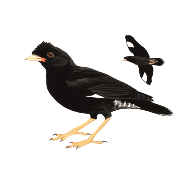 定制直播间挑选可爱语言天才小林八摆件定制下单顺丰包邮