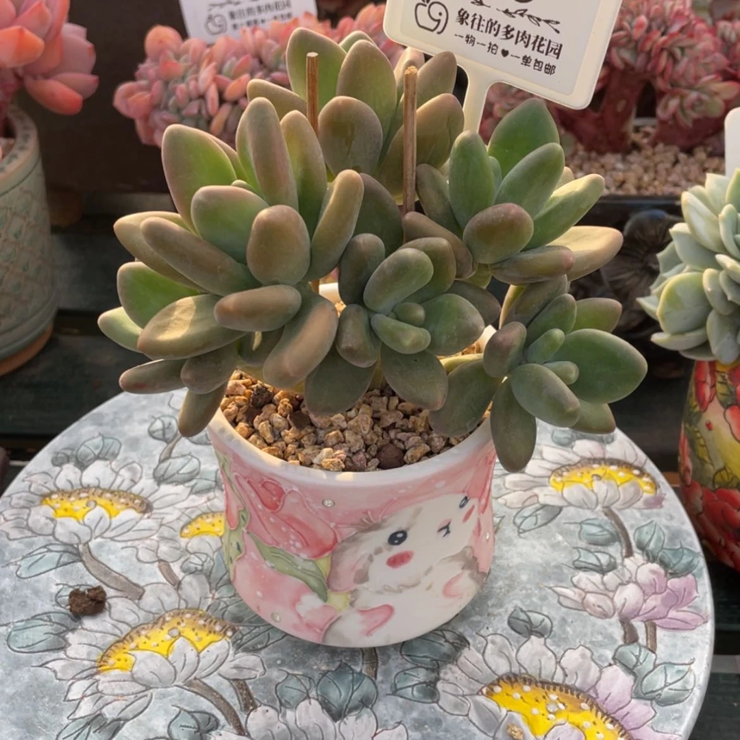 【闪购商品】Kk美人855