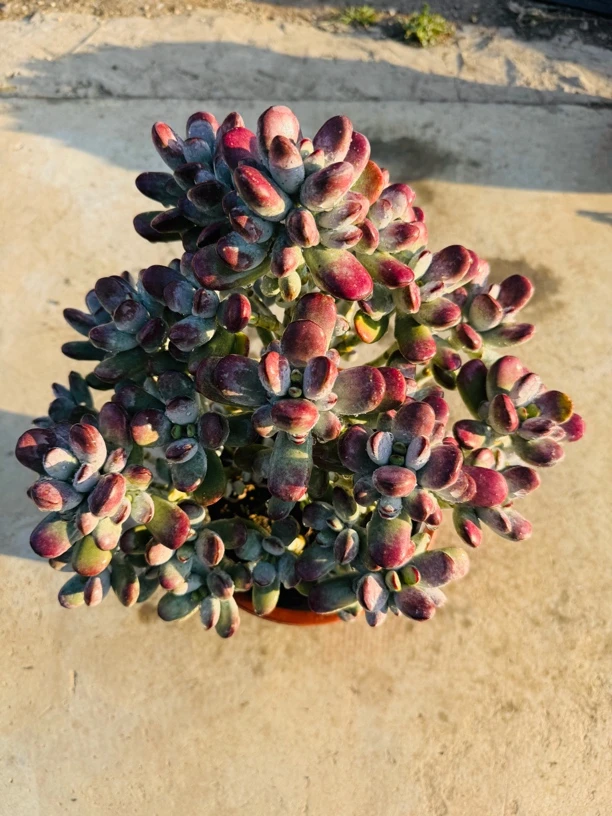 多肉植物乒乓福娘老桩（轻微掉叶断枝不包损）