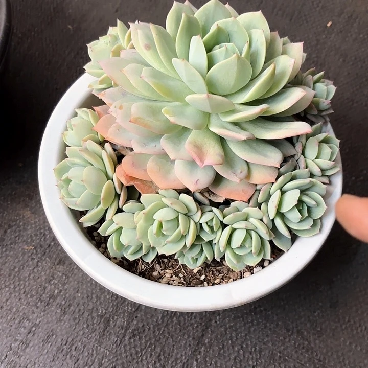 多肉植物，恋曲一颗