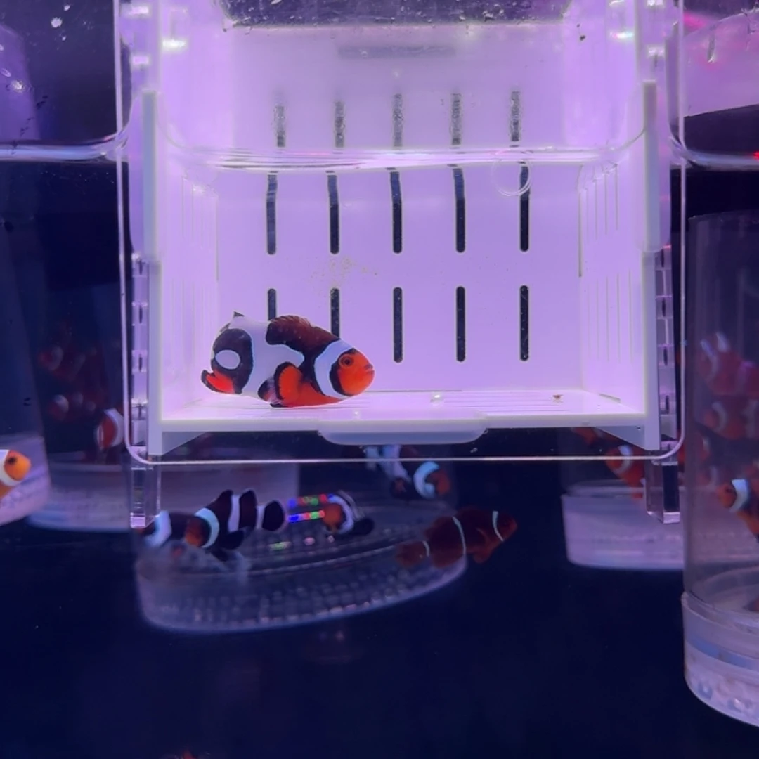 海水鱼黑卡小丑鱼5厘米