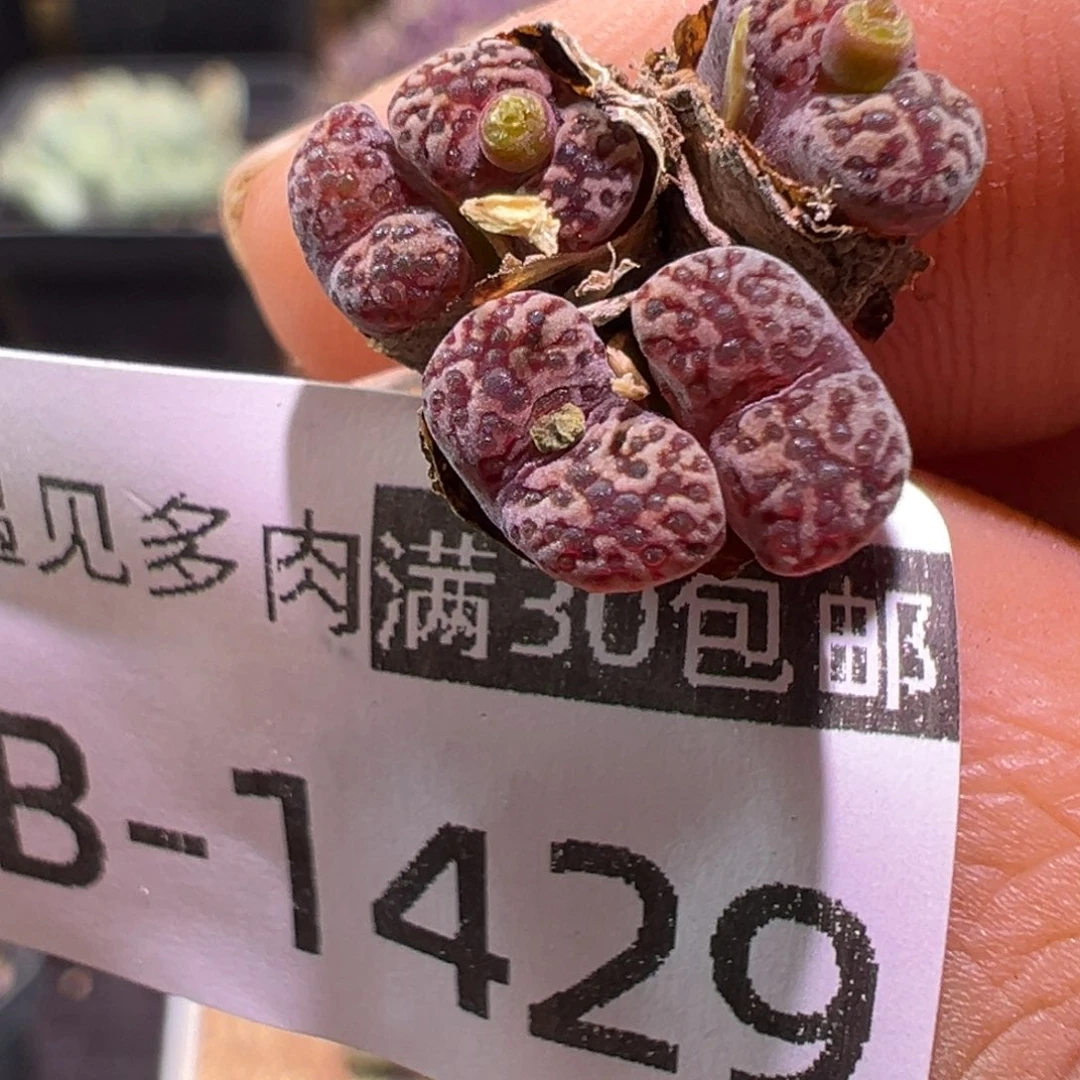 1429 多肉植物1111111111111