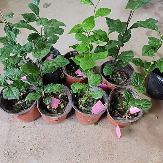 无花朵扁桃心金弹子嫁接