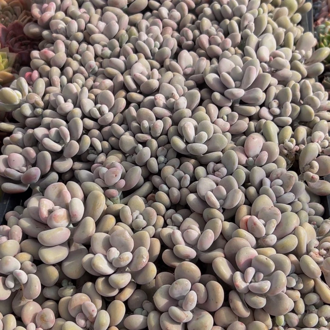 058多肉葡萄的味道是真的很好吃的