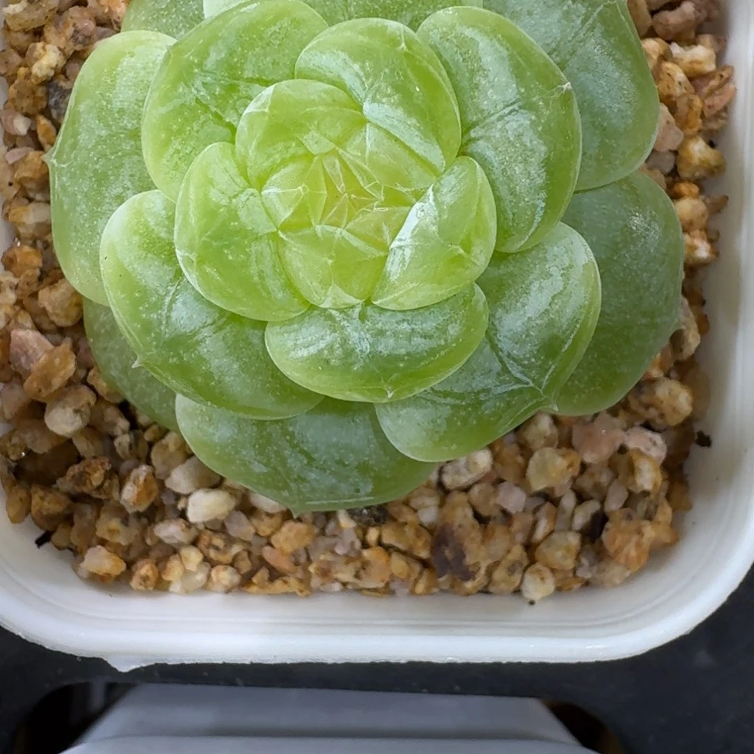 0916-119-老板单头一颗
