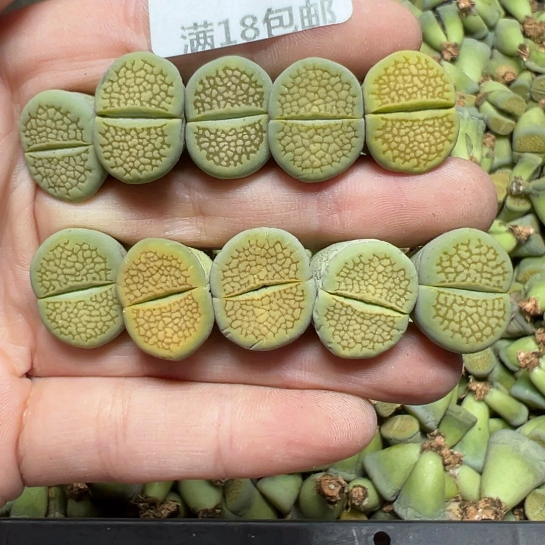 【闪购商品】066。