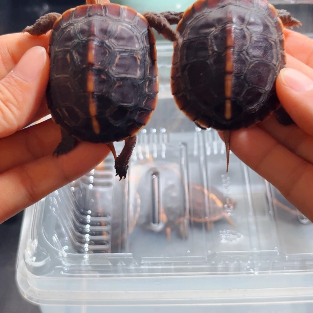 摆***人宠物龟不分公母直播间挑选活体可爱宠物龟