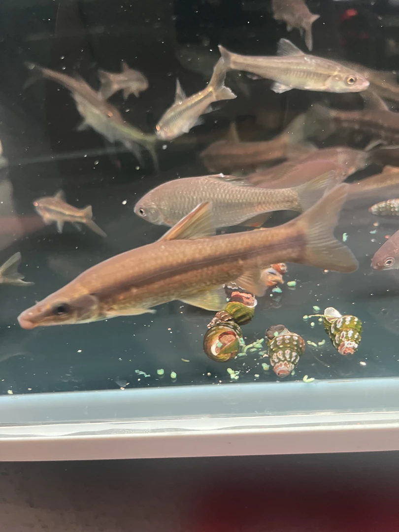 扁吻鮈猪嘴鱼原生冷水鱼清理食物残渣