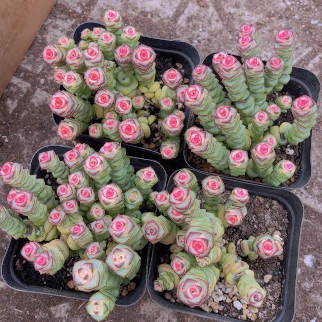 特价钱串花锦一盆，满9.9包邮