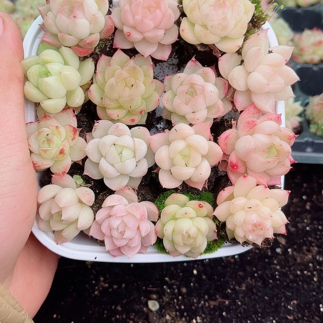 安**。1-120 新疆西藏内蒙不发12.8包邮2-3公分