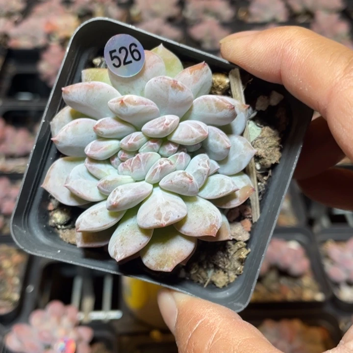 橙梦露缀化多肉植物