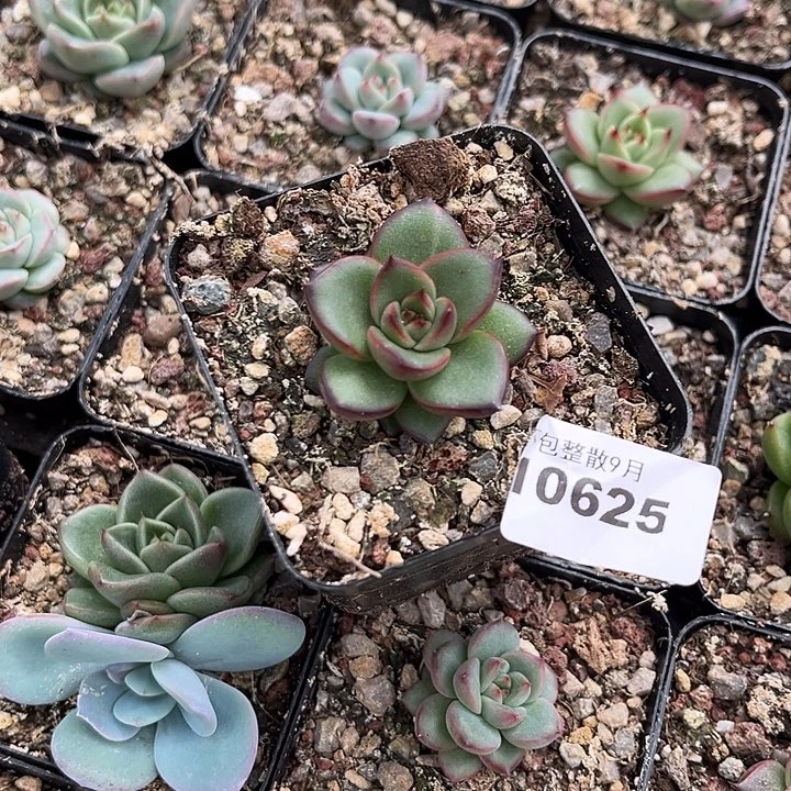 阿雅园艺。       625