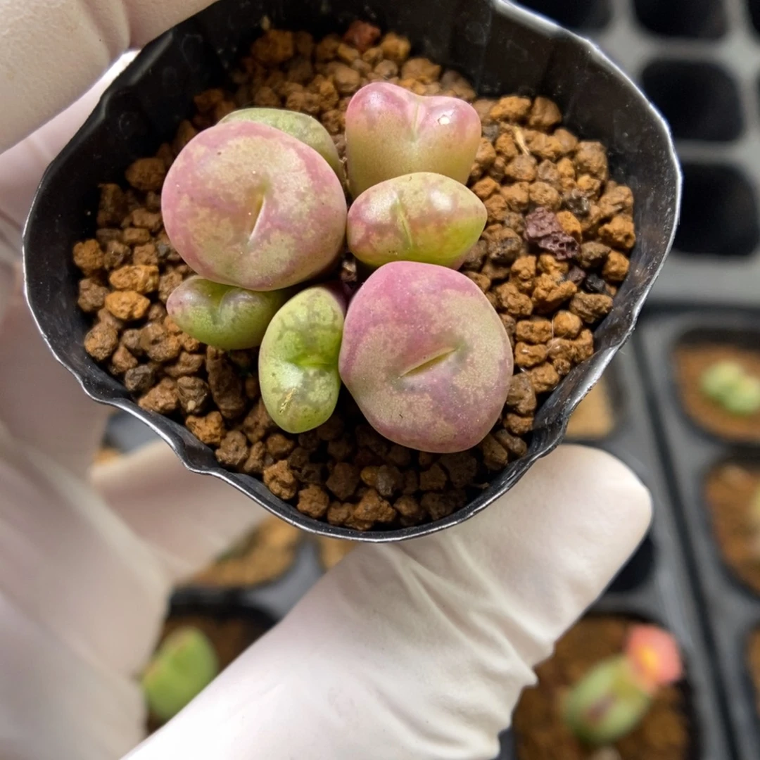 多肉植物肉锥杂交K-4045