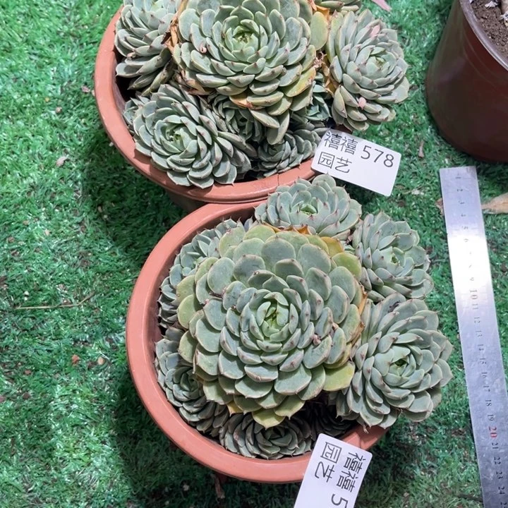譿578-579笨吧多肉植物2颗