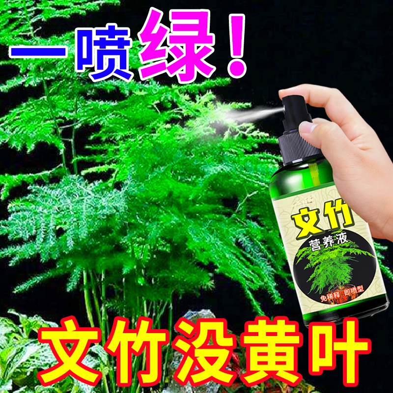 文竹黄叶营养液肥盆栽绿植室内水培植物云竹盆景花卉客厅四季常青