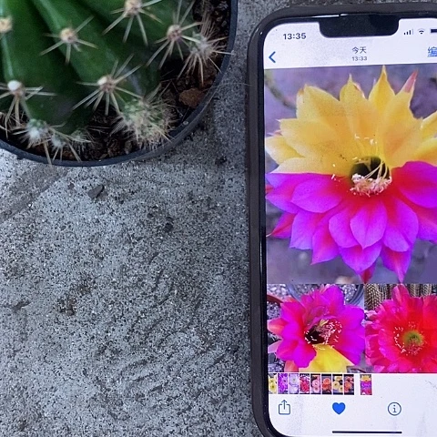 冰与火丽花，2679900