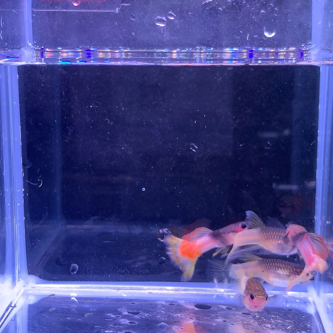 孔雀鱼粉猫大c 五条孔雀鱼