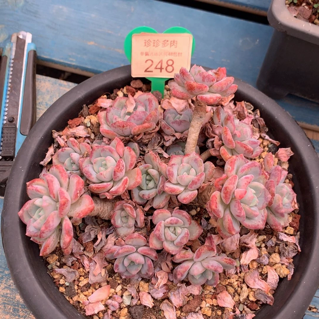****姐千山雪老桩无砍248