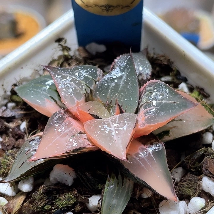 510酒吞錦亞城株完美