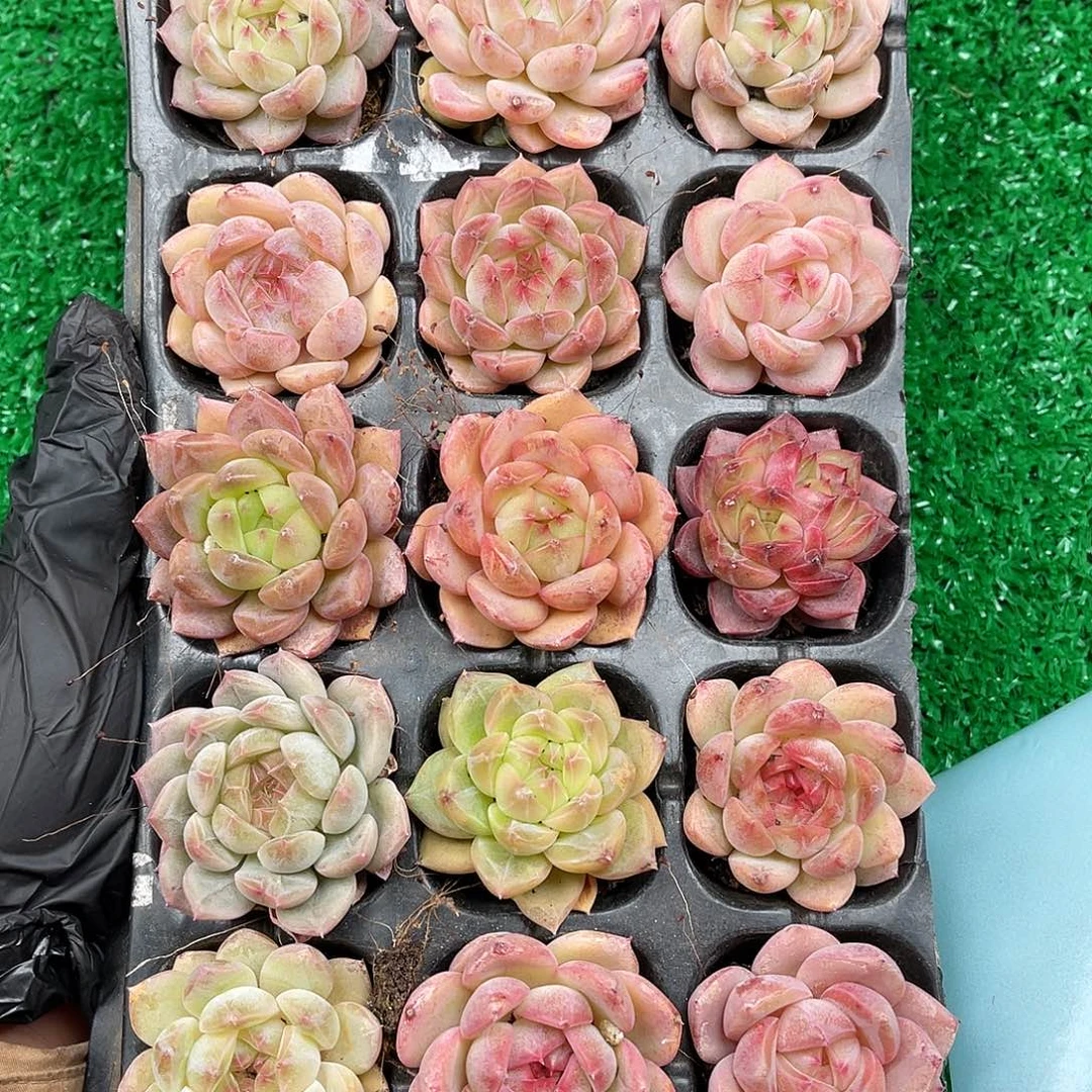 多肉植物一物一拍6-14