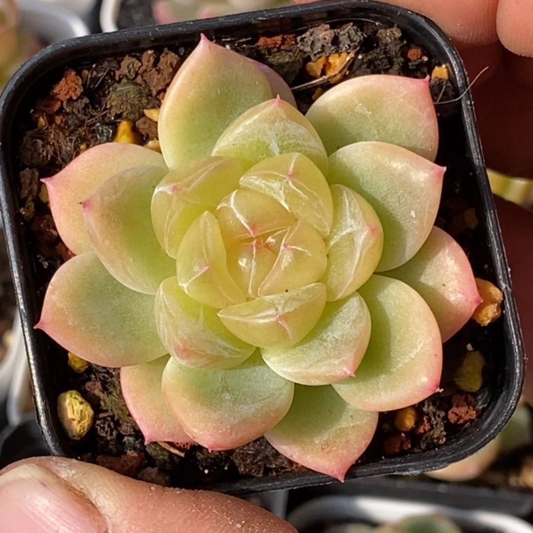 天官赐福百无禁忌