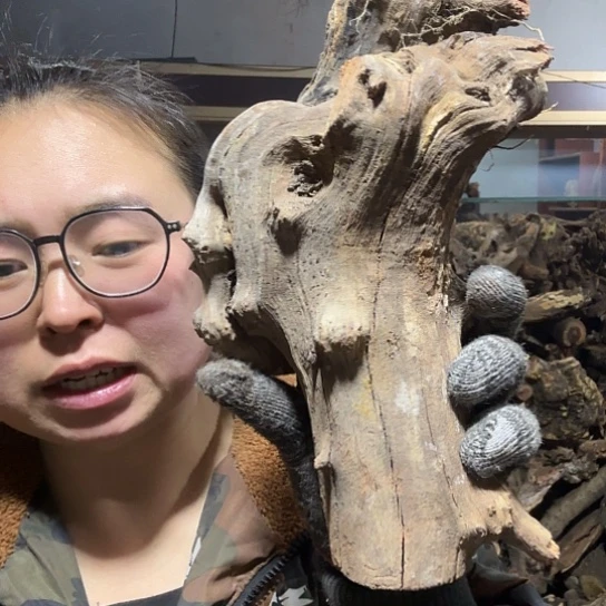 香榧木福**L火琉璃的毛料摆件摆件