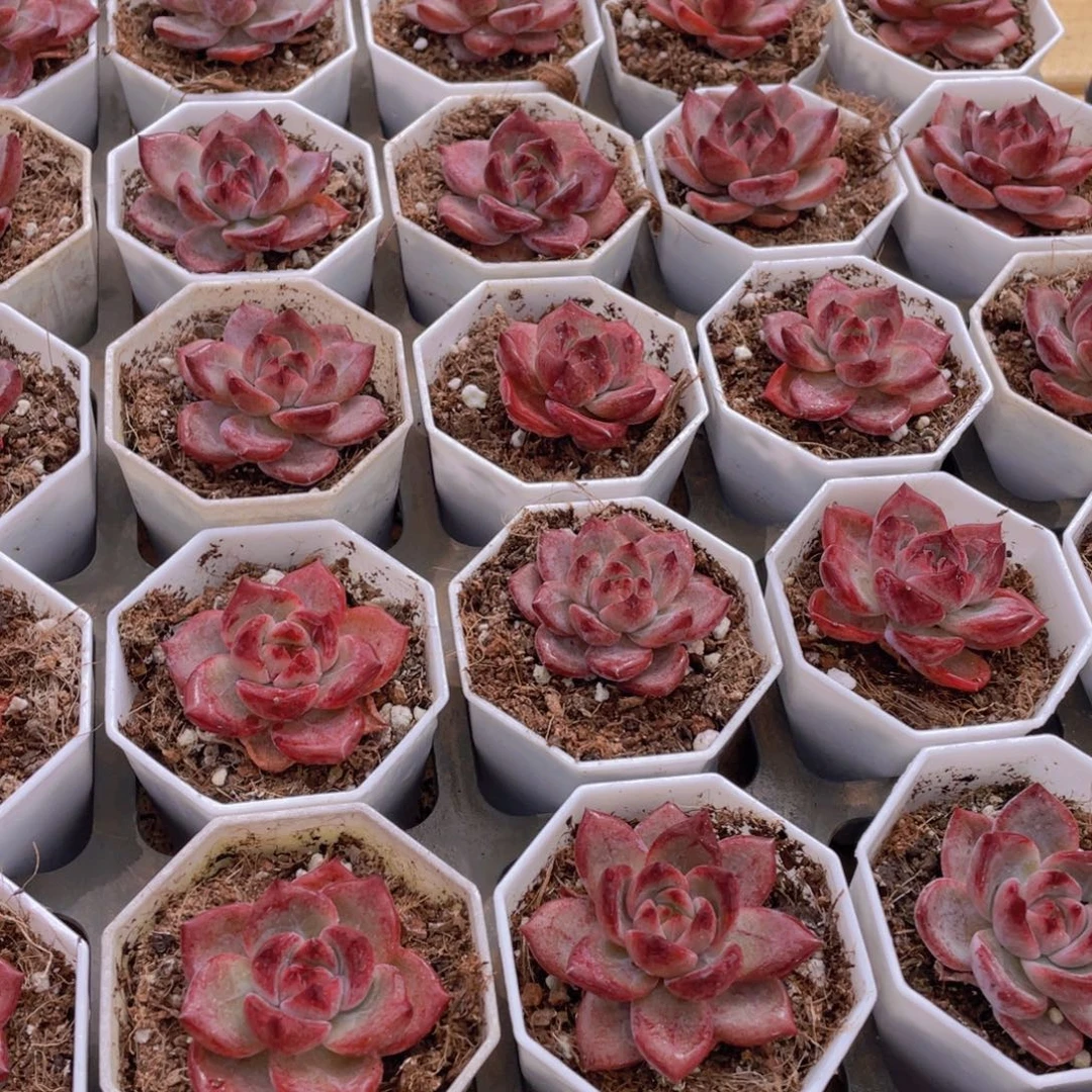 1211号 全状态夜魔侠单头2个