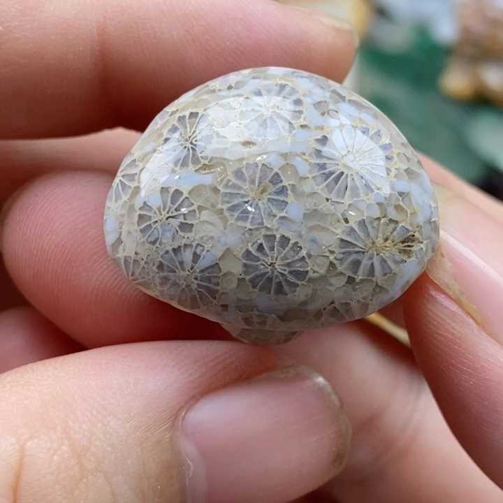 硅化珊瑚（珊瑚玉）未镶嵌颈饰