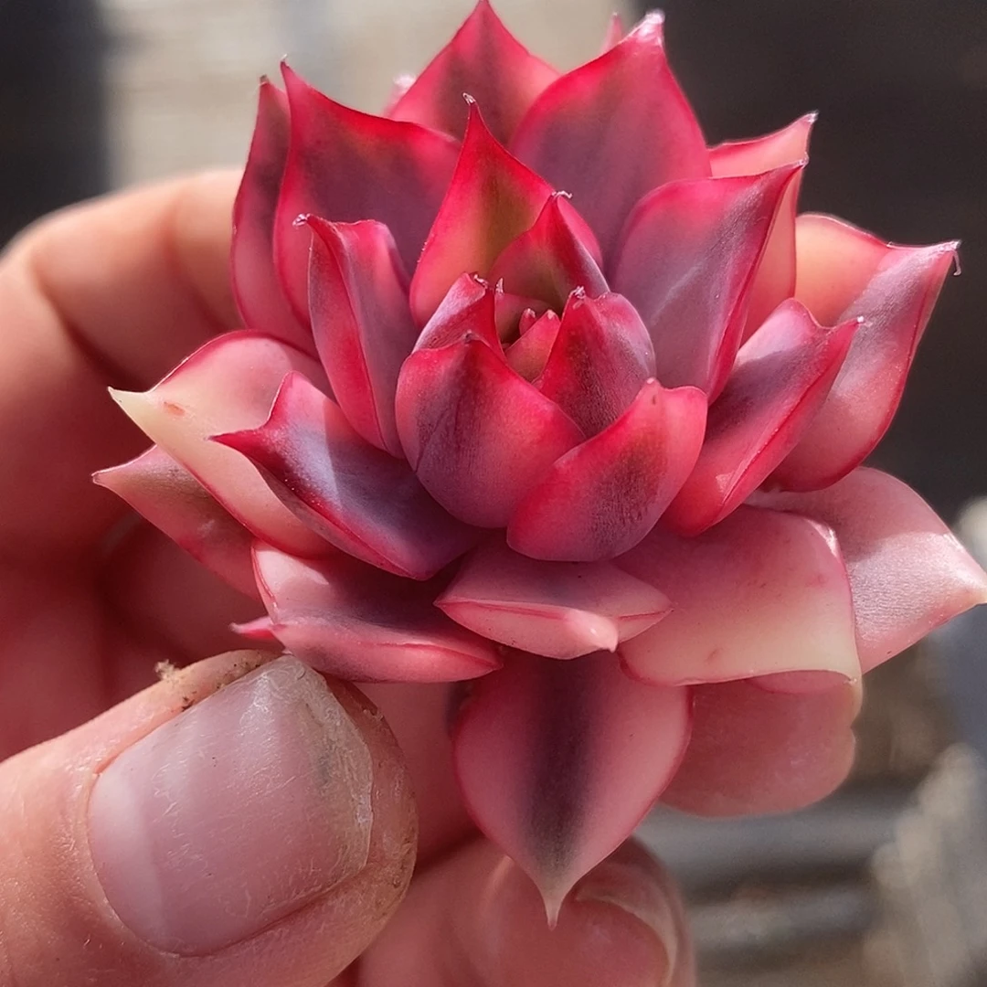 43嫁接的哈哈哈哈