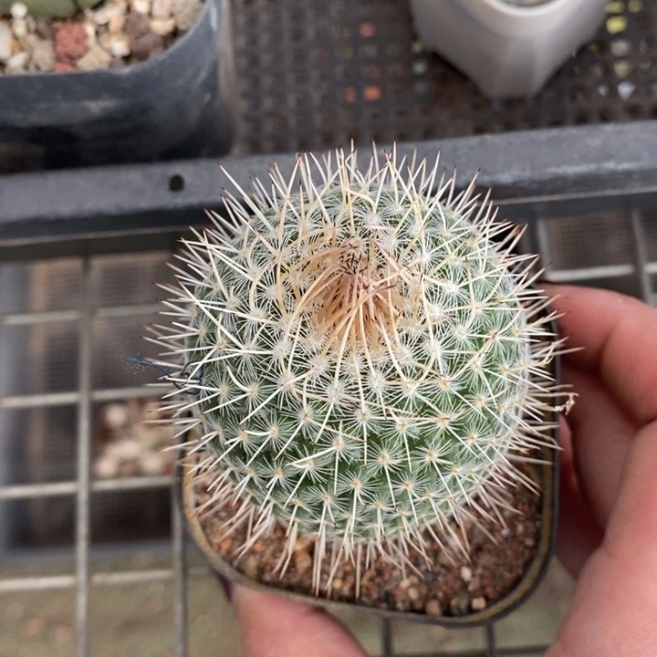 伯克利和格蕾纳等著名音乐