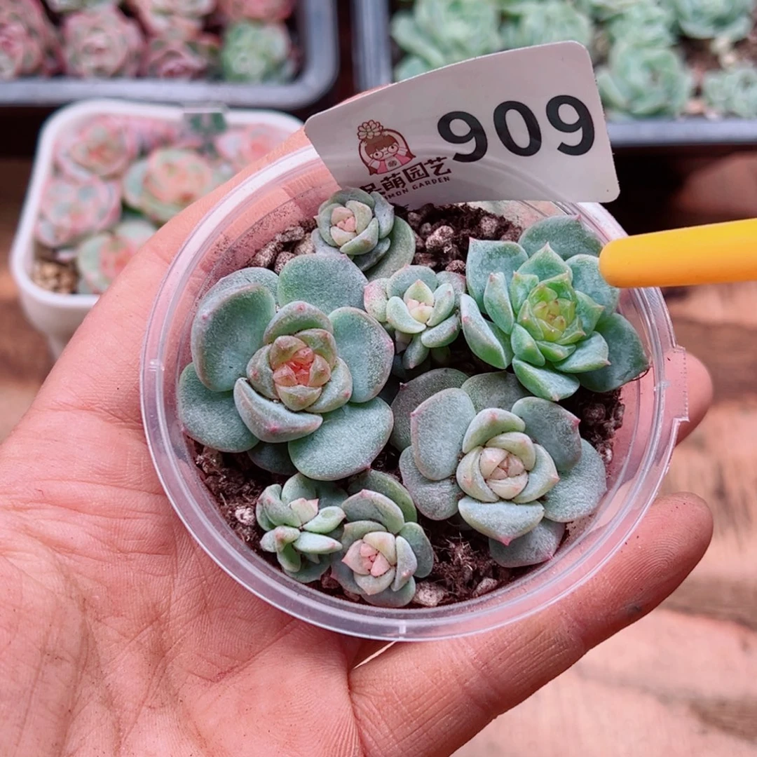 多肉植物多肉植物