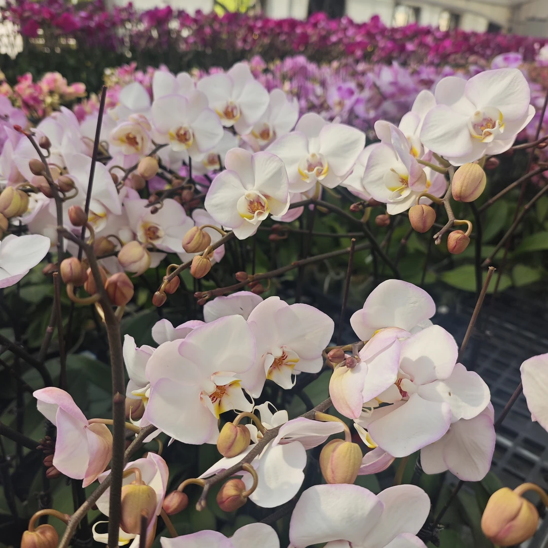 【白色紫韵】蝴蝶兰 带花带花苞 3.0寸杯 叶片受伤无售后