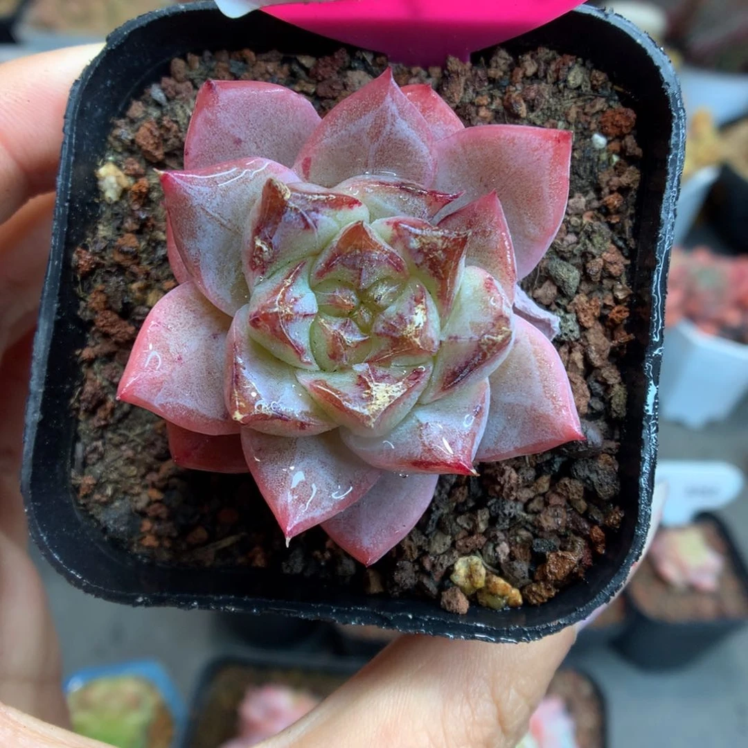 516粉钻石化多肉植物