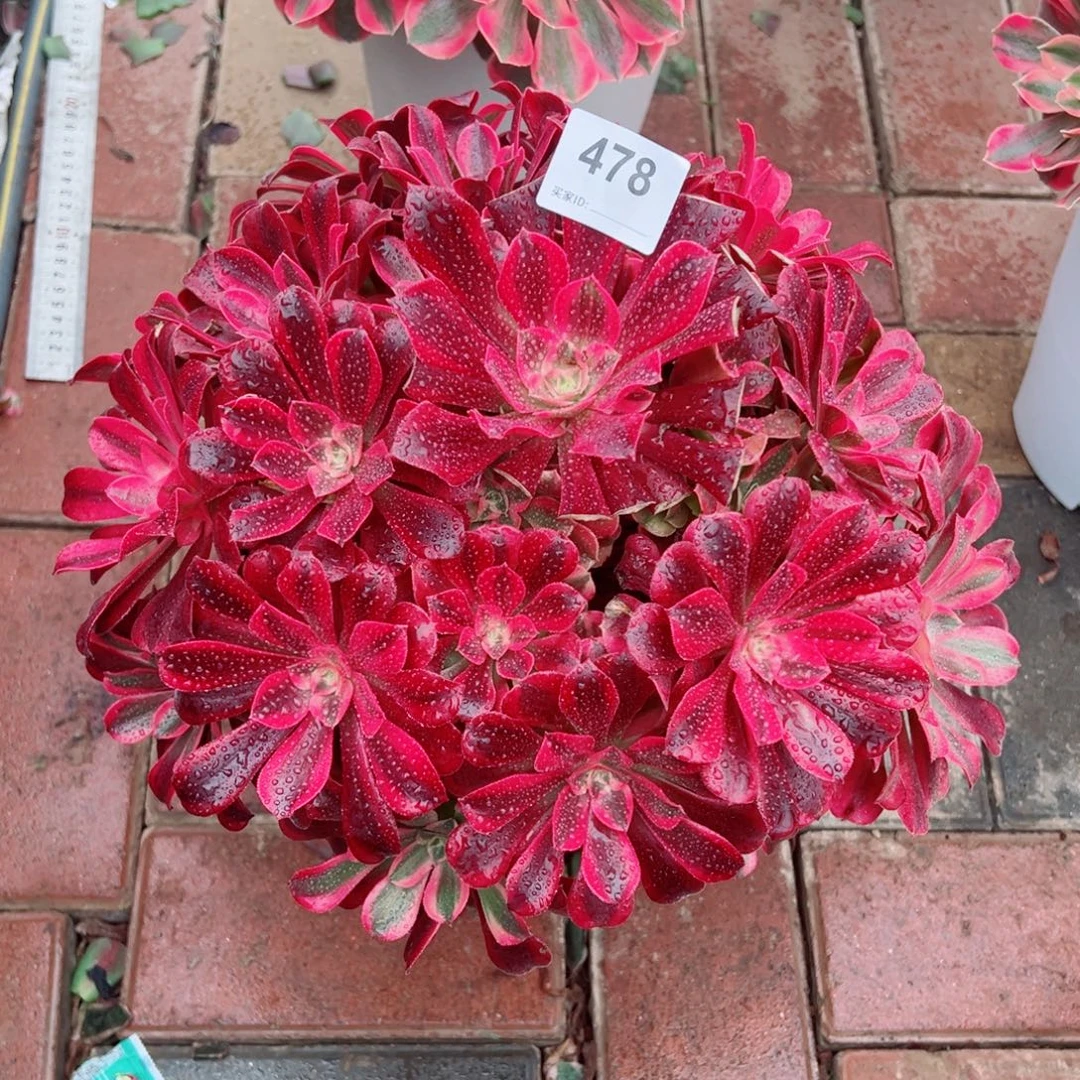 478美杜莎法师多肉