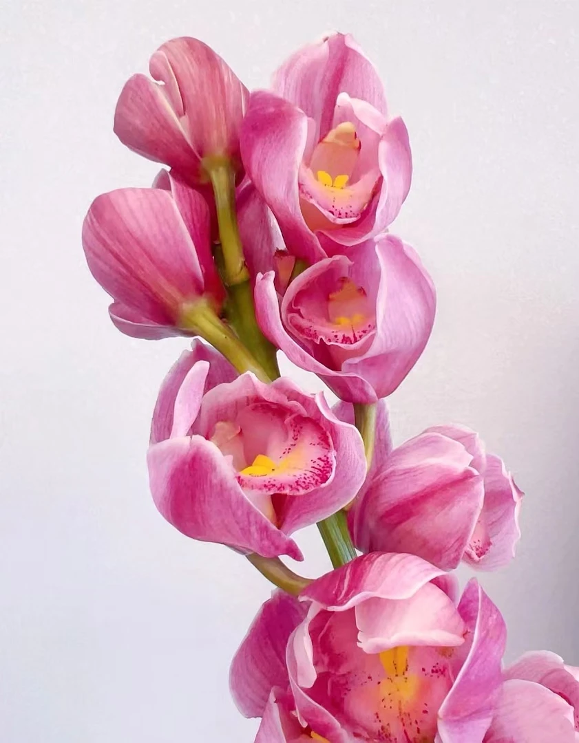 绣球 4支兰花紫粉耐寒好养兰室内阳台 云南鲜花绿植